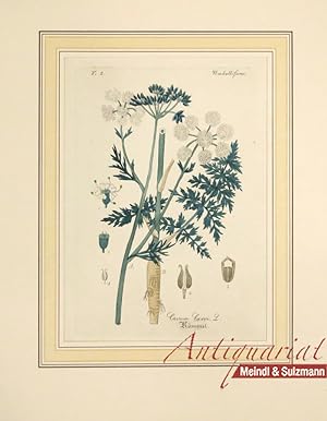 "Carum Carvi L. Kümmel". Aus einer Ausgabe von Wilibald Artus: "Hand-Atlas sämmtlicher medicinisc...