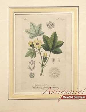 "Gossypium herbaceum L. Krautartige Baumwollenstaude". Aus einer Ausgabe von Wilibald Artus: "Han...