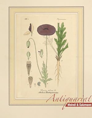 "Papaver dubium L. Mittlerer Klatschrosenmohn". Aus einer Ausgabe von Wilibald Artus: "Hand-Atlas...