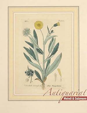 "Calendula arvensis L. Feld-Ringelblume". Aus einer Ausgabe von Wilibald Artus: "Hand-Atlas sämmt...