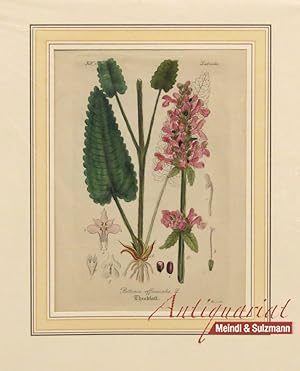 "Betonia officinalis L. Theeblatt". Aus einer Ausgabe von Wilibald Artus: "Hand-Atlas sämmtlicher...