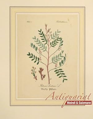"Pistacia Lentiscus L. Mastix Pistacie". Aus einer Ausgabe von Wilibald Artus: "Hand-Atlas sämmtl...
