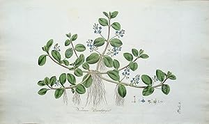 Antique Aquatic Botanical Print VERONICA WATER SPEEDWELL Curtis Flora Londinensis 1777