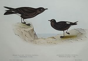 Antique Bird Print STORM PETREL, Original John GOULD, hand coloured c1835