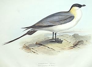Antique Bird Print PARASITIC GULL Original John GOULD lithograph c1835
