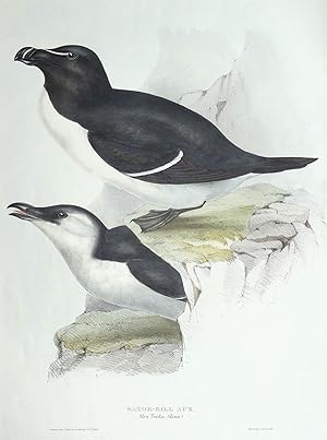 Antique Bird Print RAZORBILL AUK Original John GOULD hand coloured lithograph c1835