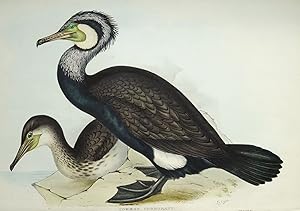 Antique Bird Print COMMON CORMORANT Original John GOULD lithograph c1835