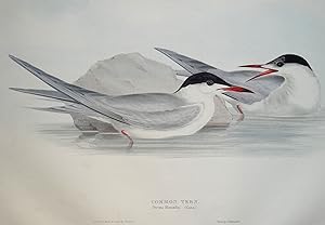 Antique Bird Print COMMON TERN Original John GOULD hand coloured lithograph c1835