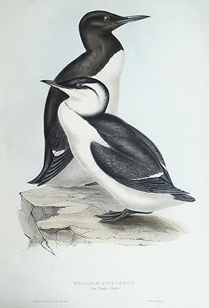 Antique Bird Print FOOLISH GUILLEMOT Original John GOULD hand coloured lithograph c1835