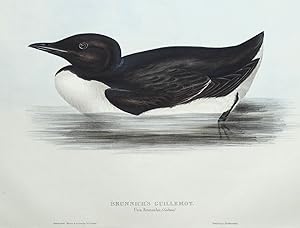 Antique Bird Print BRUNNICH'S GUILLEMOT Original John GOULD hand coloured c1835