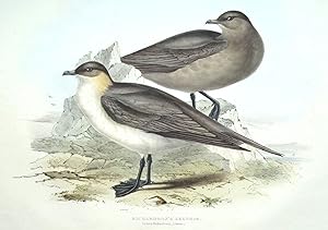 Antique Bird Print RICHARDSON'S LESTRIS Original John GOULD hand coloured lithograph c1835