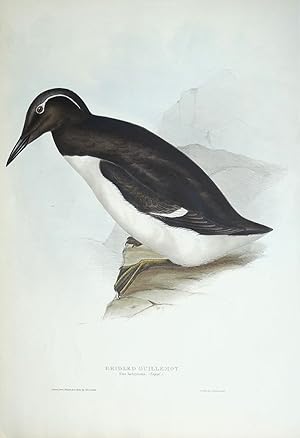 Antique Bird Print Bridled Guillemot Original JOHN GOULD hand coloured lithograph c1835