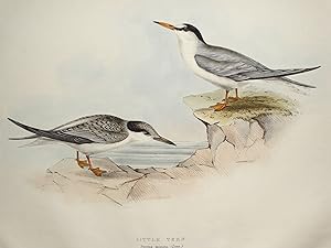Antique Bird Print LITTLE TERN Original John GOULD hand coloured lithograph 1835