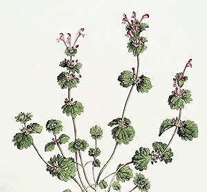 Antique Botanical Print LAMIUM AMPLEXICAULE HENBIT Curtis Flora Londinensis 1777