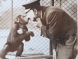Boo Boo, le chimpanzé. v. 1930.