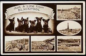 Blackpool Lucky Black Dogs Postcard