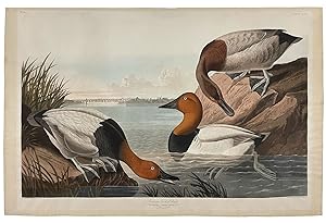 Canvas Backed Duck from The Birds of America
