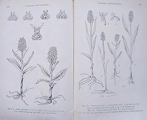 Norsk Flora Illustrasjonsbind. Annet Hefte - (Monocotyledoneae)
