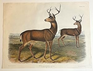 Columbian Black Tailed Deer from the Viviparous Quadrupeds of North America