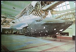 Blue Whale British Museum Art Card