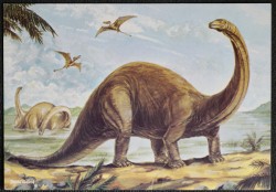 Brontosaurus Birmingham City Museum Postcard