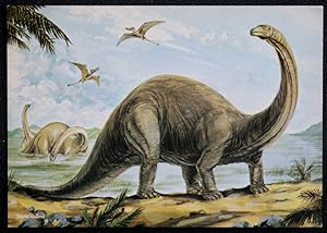 Brontosaurus Birmingham Museum Postcard