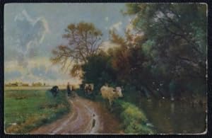 Cattle In The Fields Postcard