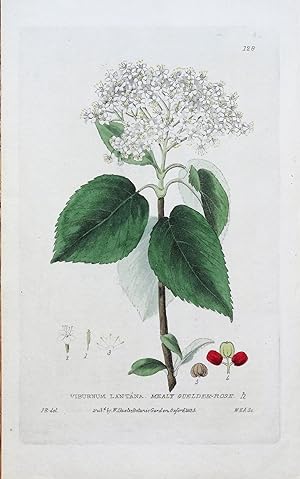 Antique Botanical Print VIBURNUM LANTANA Original Baxter Vintage Engraving 1835
