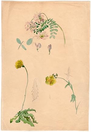Antique Drawing-SECURIGERA-CROWNVETCH-MOUSE EAR HAWKWEED-Anonymous-ca 1820
