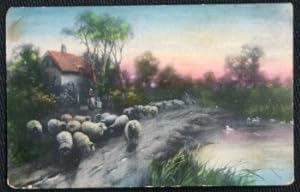 Sheep Thatched Cottage Vintage Postcard