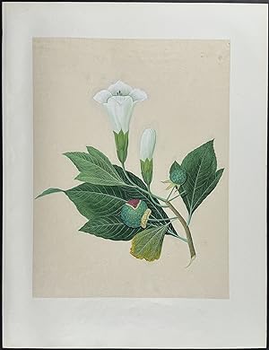 Datura or Trumpet Flower
