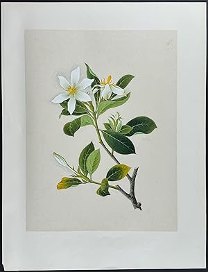 Jasmine or Gardenia