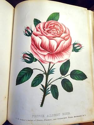 THE SPECIMEN BOOK OF FRUITS, FLOWERS AND ORNAMENTAL TREES. Carefully Drawn and Colored from Natur...