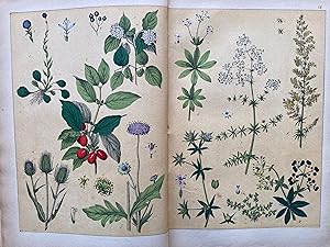 Atlas d'histoire naturelle. Végétaux. 53 planches coloriées en chromolithographie, contenant plus...