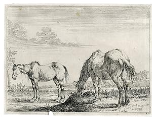 Antique Master Print-HORSES-LANDSCAPE-GRAZING-Stoop-1651