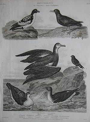 Ornithology. Water Birds. Engraving.