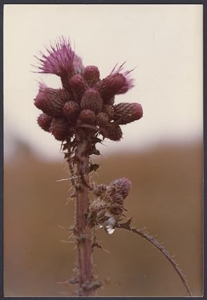 Purple succulent plant, Cactus, Botany, Poetry on the reverse, Vintage photo