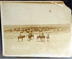 Photograph "Cattle Round up" Texas