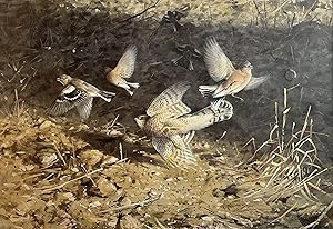 Rodger McPhail- SPARROWHAWK AND CHAFFINCHES [Original Watercolour]