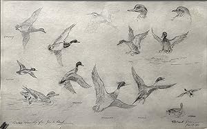 Roland Green - PENCIL STUDIES OF DUCKS FROM LIFE