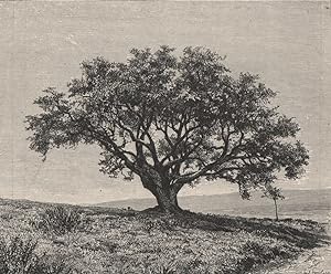 Cork-Tree of Fernana