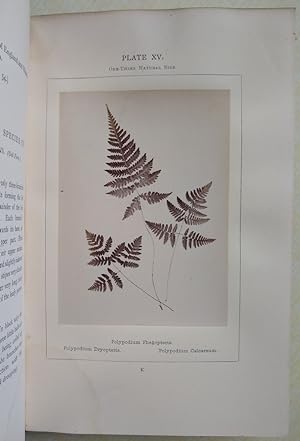 Ferns of the British Isles, Described and Photographed