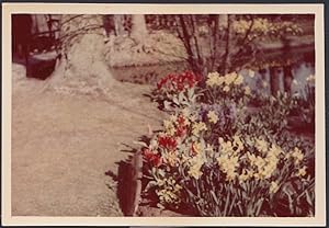 Paesi Bassi 1954, Keukenhof, Parco Botanico Olandese, Fotografia vintage