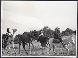 Egitto 1950, Esna, Viaggio in cammello, Fotografia vintage