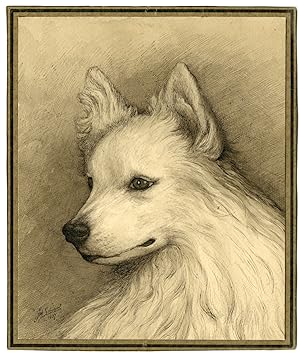 Rare-Antique Drawing-DOGS HEAD-POMERANIAN-Schoorel-1937