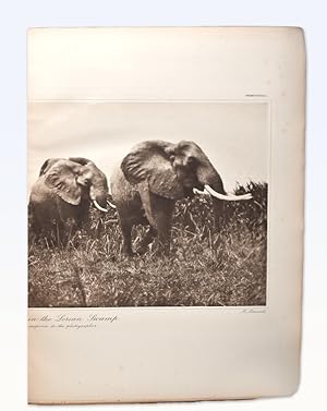 Stalking Big Game with a Camera in Equatorial Africa, with a monograph on the African elephant