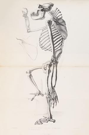 Des caractères anatomiques des grands singes pseudo-anthropomorphes
