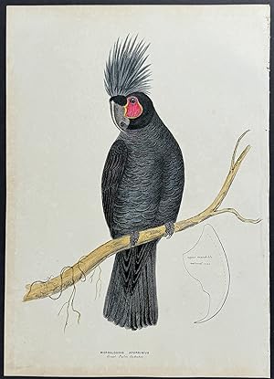 Great Palm Cockatoo