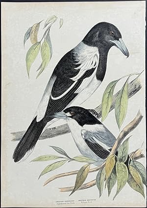 Black-throated Crow Shrike / Butcher Bird