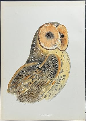 Chestnut-faced Owl